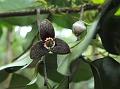Nilgiri Miliusa