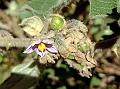 Nilgiri Nightshade