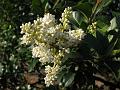 Nilgiri Privet