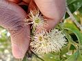 Nilgiri Waterberry