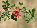Nine-Leaved Indigo
