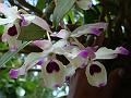 Noble Dendrobium