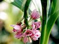 Nodding Swamp Orchid