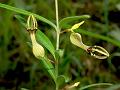 Noorjahan Ceropegia