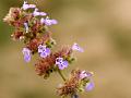 North Indian Catmint