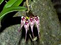 Notched-Leaf Bulb-Leaf Orchid