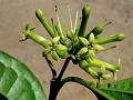 Nux Vomica