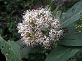 Oblong-Petal Dogwood