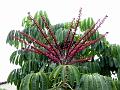 Octopus Tree