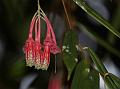 Oleander-Leaf Lantern Flower
