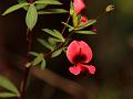 One-Flowered Indigo