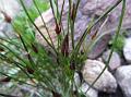 One-Flowered Rush
