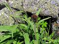 One-Flowered Saw-Wort