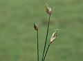 One-Spike Fimbry