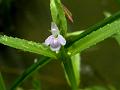 Opposite-Leaf Lindernia