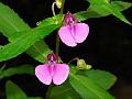Opposite-Leaved Balsam