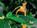Orange Himalayan Balsam