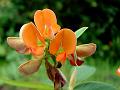 Orange Tephrosia