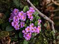 Orange Throated Primrose