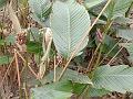 Packing Leaf
