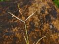 Paired Eulalia Grass
