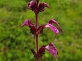 Paired Flower Lousewort