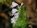 Pale Deccan Coneflower