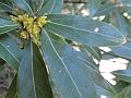 Pale Litsea