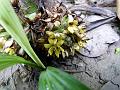 Palm Star Grass