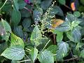 Panicled Acalypha