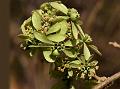Panicled Varshiki