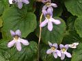 Pansy Chirita