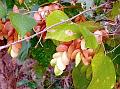 Papery Wild Hops