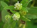 Para Cress Flower