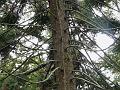 Parana Pine