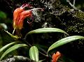 Parasite Blushwort