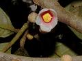 Parbatia Sengunia