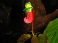 Parrot Balsam