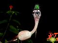 Peacock Ceropegia