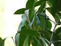 Pear-Fruited Discospermum
