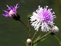 Peninsular Camel Thistle