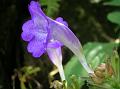 Penstemon Coneflower