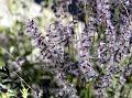 Persian Melic Grass