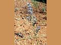 Persian Pappus-Grass