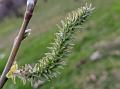 Persian Willow