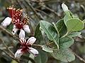 Pineapple Guava