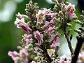Pink Bushbeech Tree