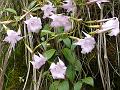 Pink Gentian Vine