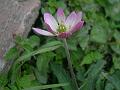 Pink Himalayan Anemone