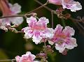 Pink Jacaranda
